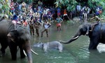 Ấn Độ giận dữ khi một con voi mang thai chết vì bị gài bẫy bằng thuốc nổ