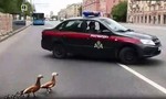 Clip cảnh sát Nga ngăn xe trên phố hỗ trợ... bầy vịt qua đường