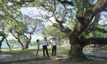 Những cây di sản Việt Nam ở Trường Sa