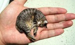 Xem loài mèo nhỏ nhất hành tinh, nằm gọn trong lòng bàn tay