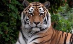 Hổ cắn chết nữ nhân viên vườn thú trước mặt du khách