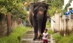 Clip bé gái ở Ấn Độ chăm sóc voi như... thú cưng