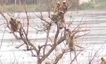 Video giải cứu bầy khỉ mắc kẹt giữa sông