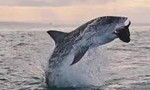 Clip khoảnh khắc cá mập trắng nhảy cao 4m săn mồi