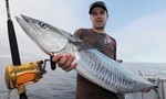 Người đàn ông tử vong vì con cá thu 18kg lao trúng ngực