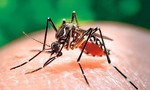 Bệnh Chikungunya ở Campuchia phức tạp, Long An tăng cường phòng chống
