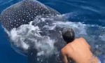 Cận cảnh người đàn ông cưỡi cá mập voi trên Biển Đỏ
