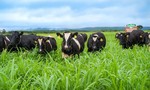 Ra mắt trang trại bò sữa Nutimilk – cung cấp nguồn sữa chuẩn quốc tế