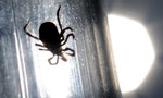 Trung Quốc cảnh báo bệnh lây từ bọ chét, khiến ít nhất 7 người chết