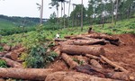 Lâm Đồng: Xử lý nghiêm vụ phá rừng làm nhà trái phép ở huyện Bảo Lâm