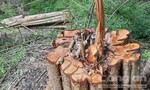 Chở gỗ trong rừng, 1 người bị gỗ đè tử vong