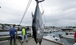 Clip hồi hộp màn săn bắt cá ngừ vây xanh trị giá triệu đô