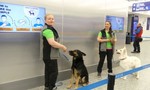 Phần Lan dùng chó đánh hơi tại sân bay tìm người nhiễm nCoV