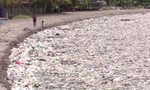 Clip hơn 100 tấn rác trôi dạt vào bãi biển ở Honduras