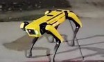 Clip chó robot gây “hoang mang” trên đường phố Canada