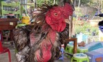 Camera vạch mặt gã thanh niên trộm gà Đông Tảo nặng 5kg