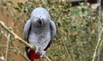 5 con vẹt trong vườn thú bị cách ly vì "dạy nhau" chửi tục du khách