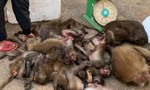 Bị bắt quả tang khi đang vận chuyển 16 cá thể khỉ đã chết đi bán