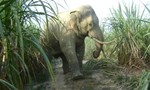 Đồng Nai: Một người chấn thương nặng nghi do voi rừng tấn công