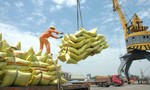 Cục Trồng trọt lên tiếng việc Việt Nam mua gạo từ Ấn Độ