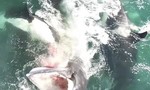 Video đàn cá voi sát thủ tấn công cá voi khổng lồ