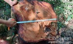 Bắt 2 đối tượng cưa hạ gỗ hương trong vườn Quốc gia