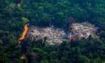 Các nhà lãnh đạo thế giới hứa chấm dứt nạn phá rừng vào năm 2030