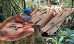 Một cán bộ xã bị cách chức vì chứa gỗ trái phép