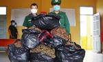 Bắt giữ 40kg cần sa từ Campuchia về Việt Nam