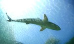 Cá mập tấn công gây chết người ở bãi biển California