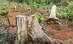 Đăk Nông: Phát hiện sai phạm 781.000 m2 đất, 521 vụ phá rừng