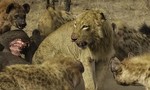 Clip sư tử bị đàn linh cẩu “truy sát” bỏ chạy thục mạng