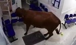 Clip bò “điên” lao vào bệnh viện húc người