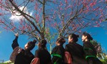 Giới trẻ phát cuồng với “rừng hoa xuân” trên đỉnh Fansipan