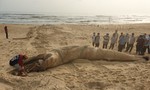 Cá voi dài 8m, nặng hơn 4 tấn trôi dạt vào bờ biển