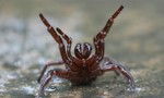 Úc cảnh báo loài nhện độc nhất thế giới tràn vào nhà dân sau lũ