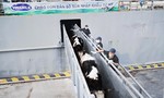 Thêm 2.100 con bò sữa từ Mỹ gia nhập đàn tại trang trại Vinamilk Quảng Ngãi
