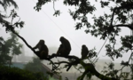 Ấn Độ bắt 2 người đàn ông dùng khỉ để ăn trộm tiền