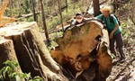 Lâm Đồng: Đình chỉ 4 trưởng ban quản lý rừng vì để “thua” lâm tặc
