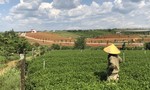 Lâm Đồng: Cận cảnh những đồi chè, cà phê biến thành hàng loạt "dự án" phân lô