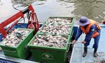 Cá lại chết nổi trắng kênh Nhiêu Lộc - Thị Nghè