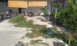 Bình Thuận: Người đàn ông Canada trồng cả vườn cần sa để... trị bệnh