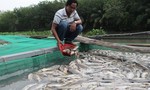 Cá nuôi ở thượng nguồn sông Sài Gòn chết hàng loạt, thiệt hại tiền tỷ