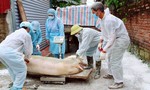 Tiêu hủy gần 1.000 con heo nhập từ Thái Lan do bị dịch bệnh