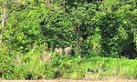 Clip đàn voi rừng tại khu vực biên giới Gia Lai