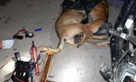 Hai “cẩu tặc” đang đi trộm chó thì bị Cảnh sát cơ động "khóa tay"