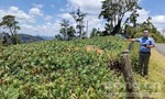Vụ phá sản dự án trồng 100ha rừng ở Kon Tum: Do người dân chưa ủng hộ?