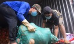 UBND TP.Đà Lạt tặng 60 tấn rau củ cho bà con vùng dịch TPHCM, Bình Dương