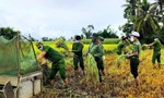 Công an thu hoạch lúa giúp dân giữa mưa gió do ảnh hưởng bão