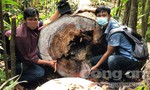 Quảng Ngãi: Rừng phòng hộ gần trạm bảo vệ rừng bị chặt phá